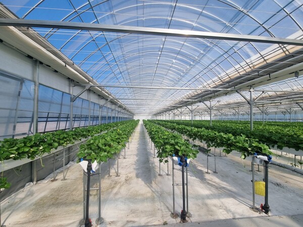 스마트농업 딸기 현장. (사진=순천시)