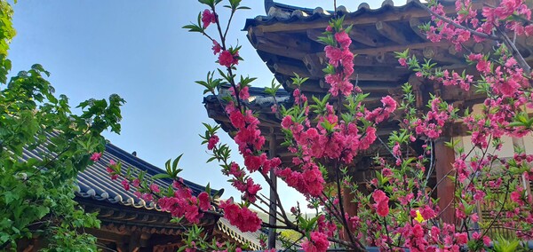 4월을 맞아 한꺼번에 피어난 예쁜 꽃들