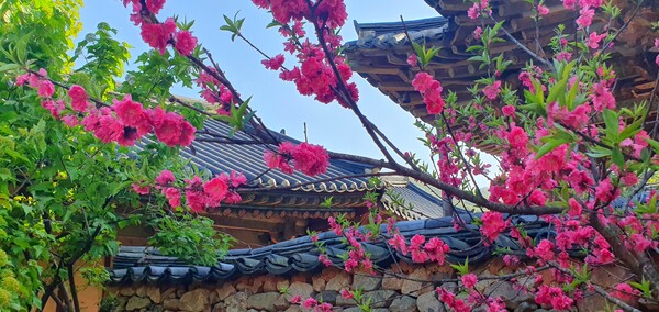 4월을 맞아 한꺼번에 피어난 예쁜 꽃들