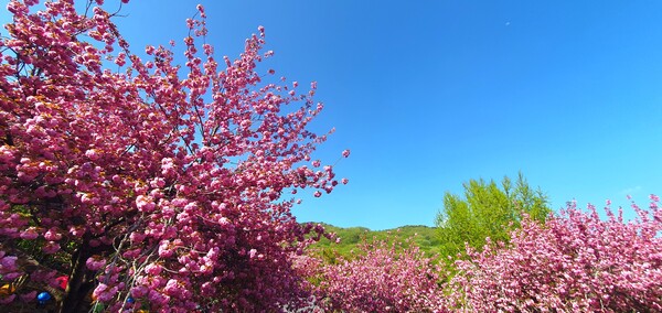 4월을 맞아 한꺼번에 피어난 예쁜 꽃들