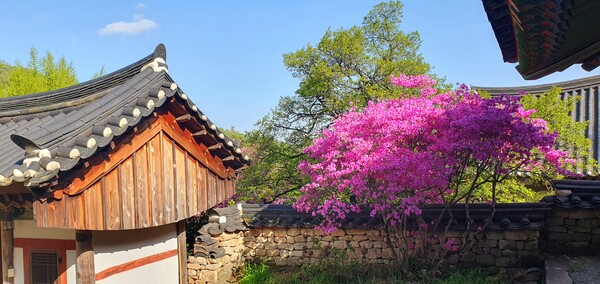 4월을 맞아 한꺼번에 피어난 예쁜 꽃들