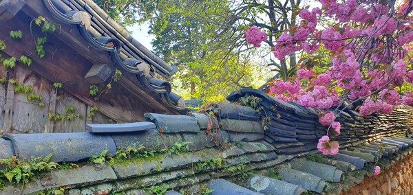 4월을 맞아 한꺼번에 피어난 예쁜 꽃들