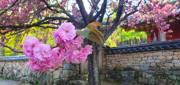 4월을 맞아 한꺼번에 피어난 예쁜 꽃들