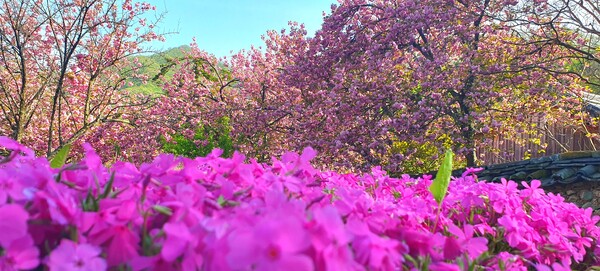 4월을 맞아 한꺼번에 피어난 예쁜 꽃들