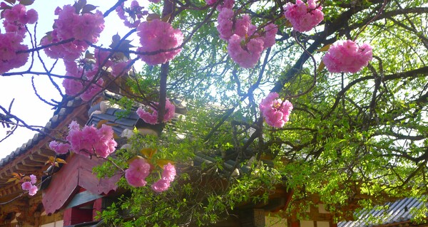 4월을 맞아 한꺼번에 피어난 예쁜 꽃들