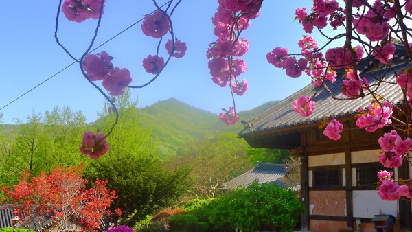 4월에 피어난 꽃들