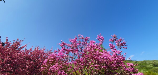 4월에 피어난 꽃들