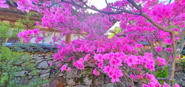 4월에 피어난 꽃들