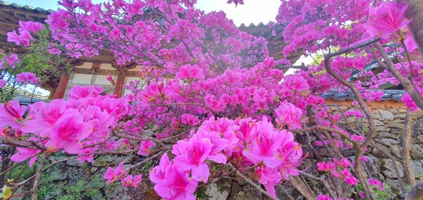 4월에 피어난 꽃들