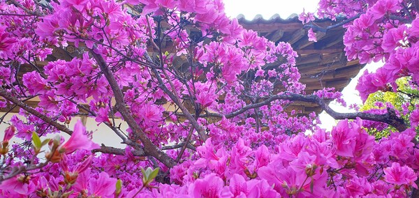 4월에 피어난 꽃들