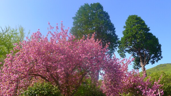 4월에 피어난 꽃들