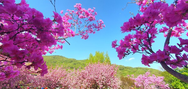 4월에 피어난 꽃들