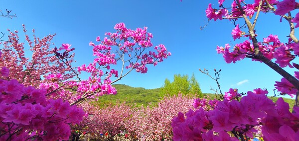 4월에 피어난 꽃들