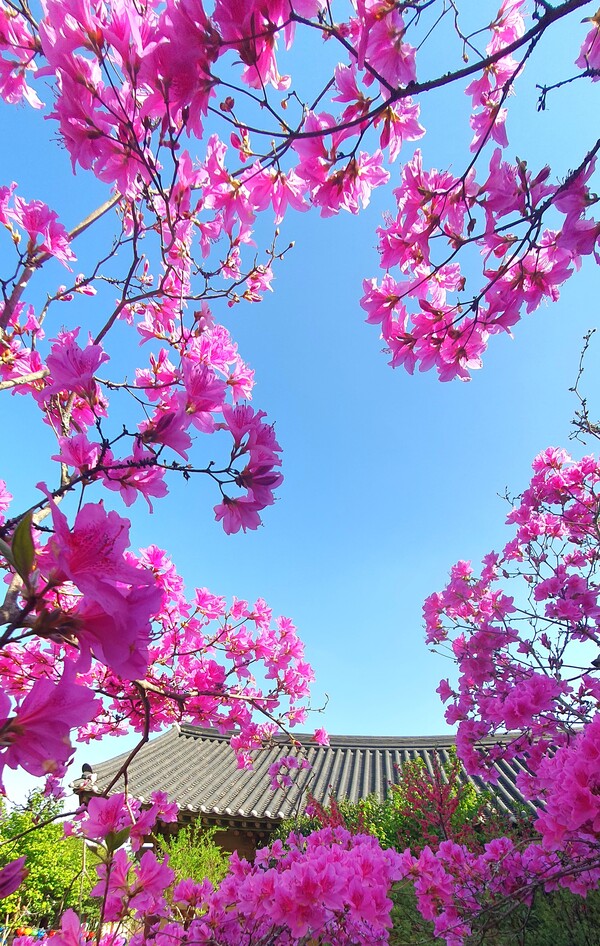 4월에 피어난 꽃들