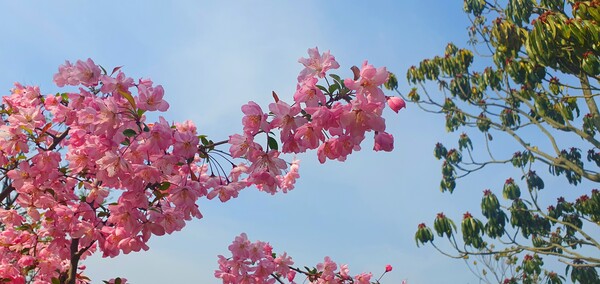 4월의 꽃의 향연