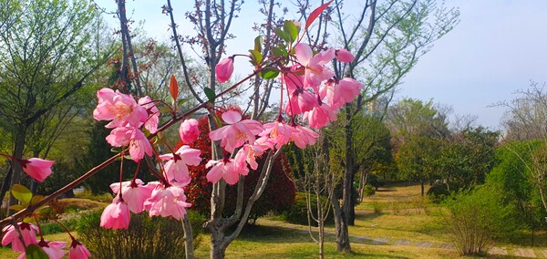 4월의 꽃의 향연