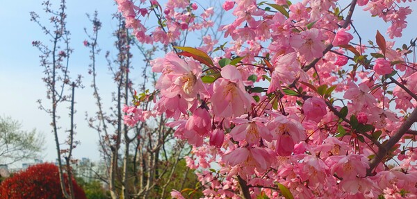 4월의 꽃의 향연