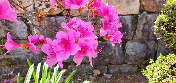 4월의 꽃의 향연