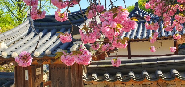 4월의 꽃의 향연