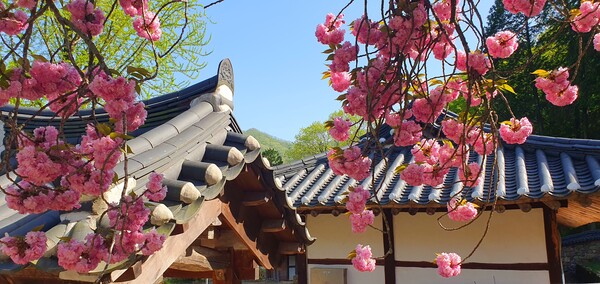 4월의 꽃의 향연