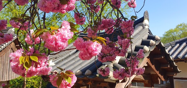 4월의 꽃의 향연