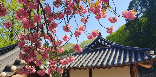 4월의 꽃의 향연