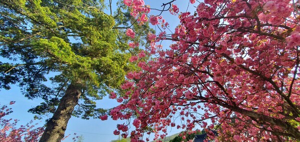 4월의 꽃의 향연