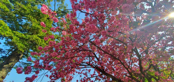 4월의 꽃의 향연