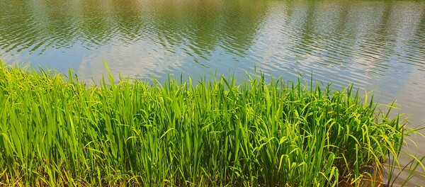 사진작가 이상호 선생의 동네한바퀴