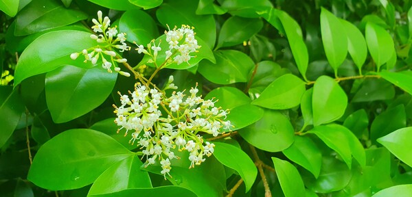 사진작가 이상호 선생의 동네한바퀴