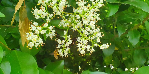 사진작가 이상호 선생의 동네한바퀴