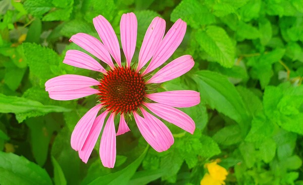 순천의 여름 풍경을  사진으로  담다