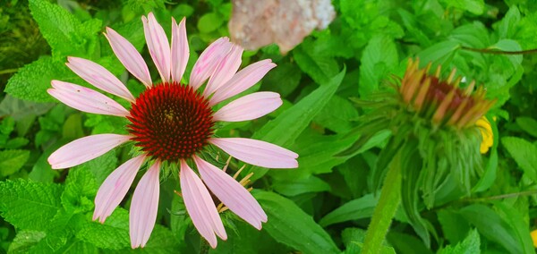 순천의 여름 풍경을  사진으로  담다