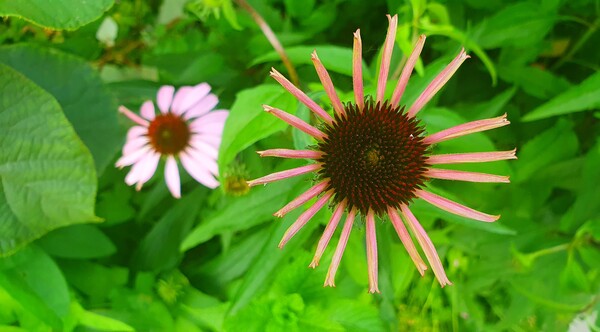 순천의 여름 풍경을  사진으로  담다