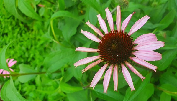 순천의 여름 풍경을  사진으로  담다
