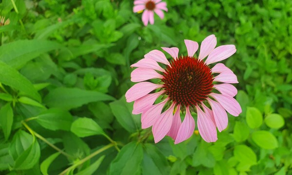 순천의 여름 풍경을  사진으로  담다