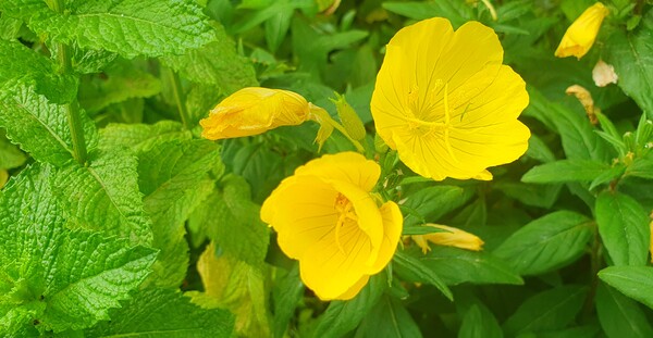 순천의 여름 풍경을  사진으로  담다