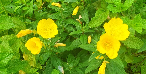 순천의 여름 풍경을  사진으로  담다