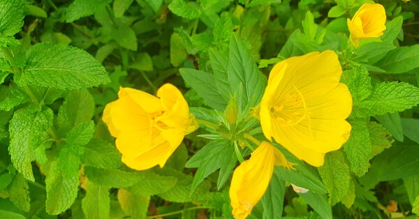 순천의 여름 풍경을  사진으로  담다
