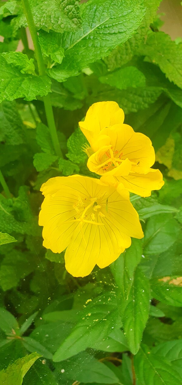 순천의 여름 풍경을  사진으로  담다