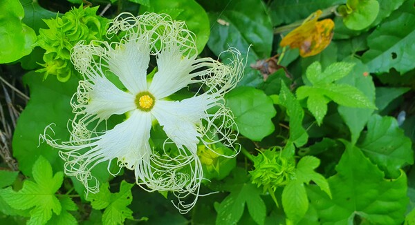 순천의 여름 풍경을  사진으로  담다