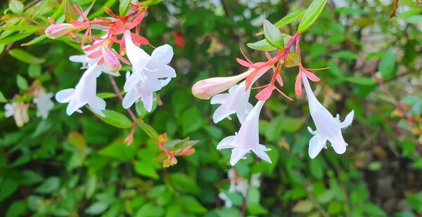 순천의 여름 풍경을  사진으로  담다