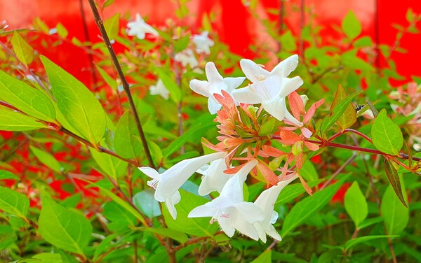순천의 여름 풍경을  사진으로  담다