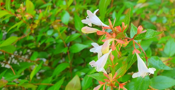 순천의 여름 풍경을  사진으로  담다