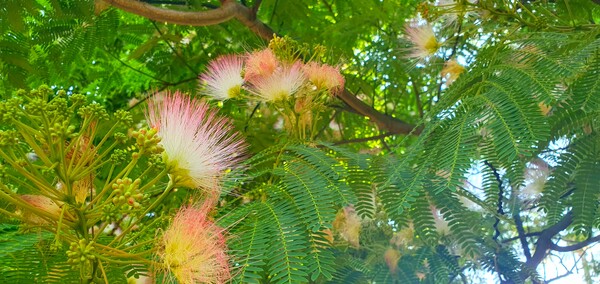 순천의 여름 풍경을  사진으로  담다