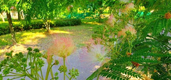 순천의 여름 풍경을  사진으로  담다
