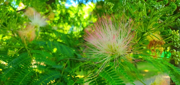 순천의 여름 풍경을  사진으로  담다