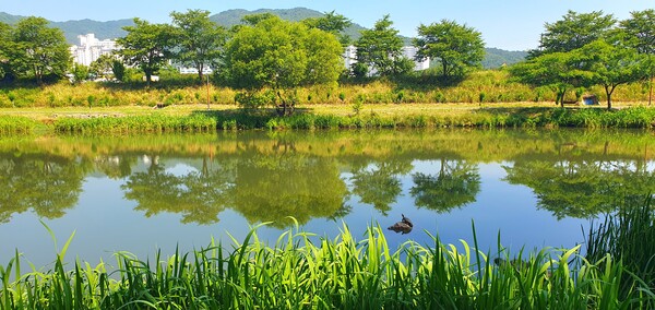 순천의 여름 풍경을  사진으로  담다