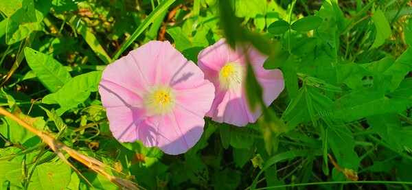 순천의 여름 풍경을  사진으로  담다