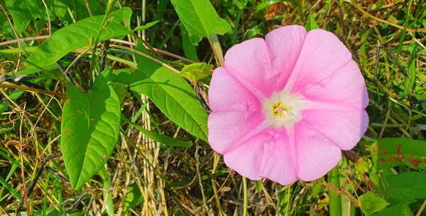 순천의 여름 풍경을  사진으로  담다